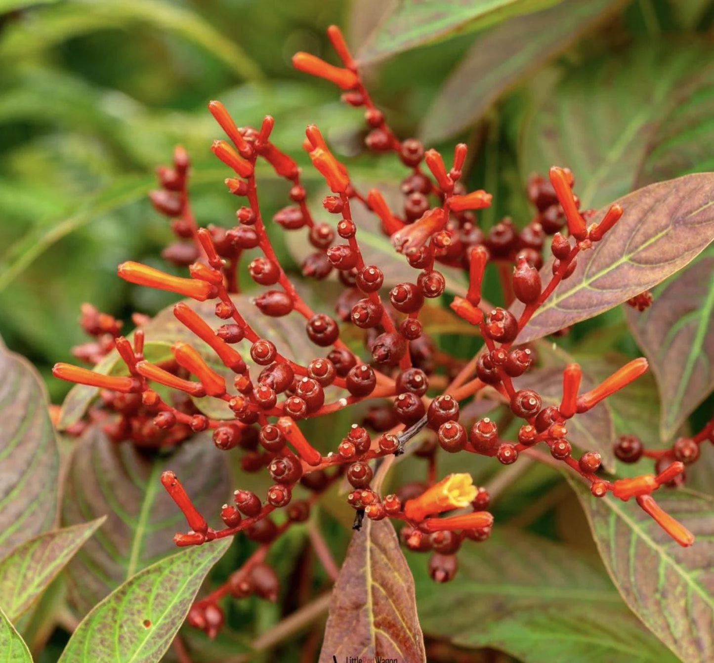Dwarf Mexican Firebush - 2 Pack Hamelia Patens 'Firefly' Live Plants (5-9")  -Compact Hummingbird Magnet - Non-Stop Orange Blooms