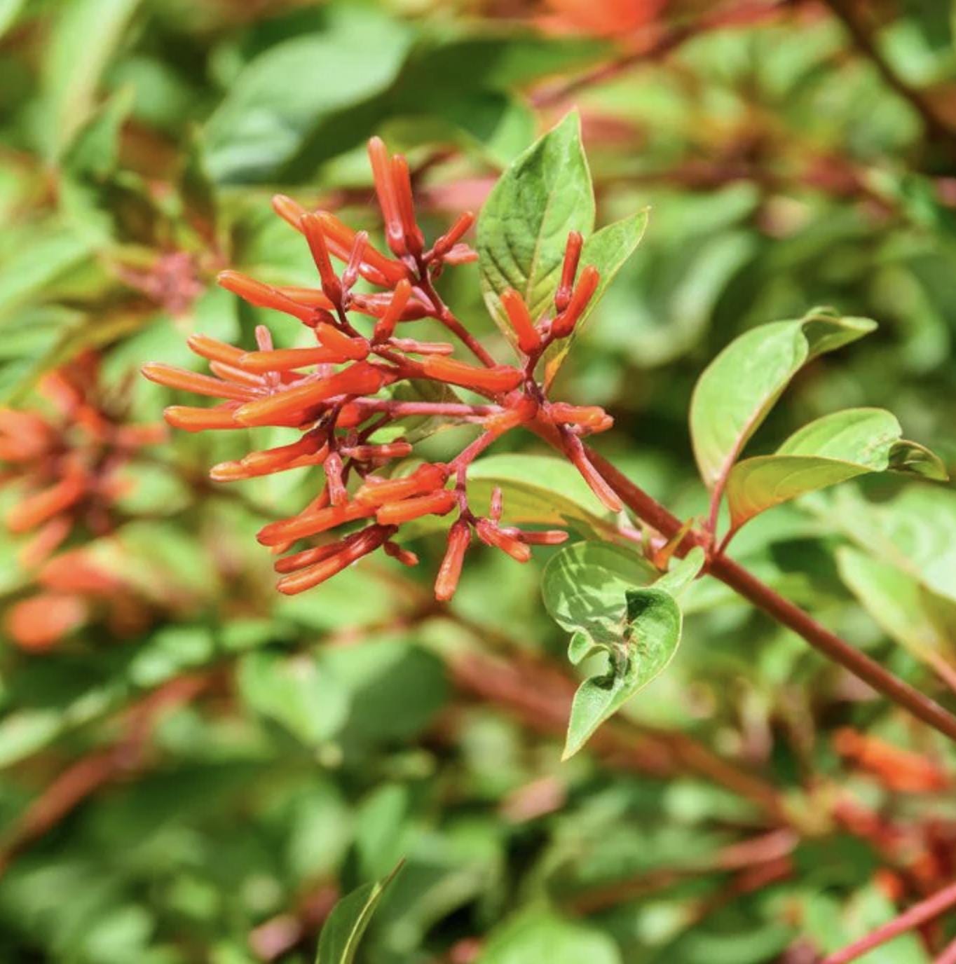 Dwarf Mexican Firebush - 2 Pack Hamelia Patens 'Firefly' Live Plants (5-9")  -Compact Hummingbird Magnet - Non-Stop Orange Blooms