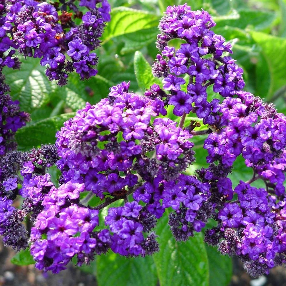 Heliotrope Fragrant Delight Live Plants (5-9") - Pack of 2 (TWO) - Cherry Pie Plant - Intense Vanilla Scent - Deep Purple Blooms