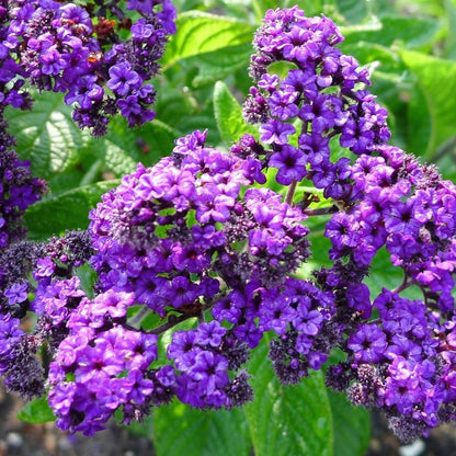 Heliotrope Fragrant Delight Live Plants (5-9") - Pack of 2 (TWO) - Cherry Pie Plant - Intense Vanilla Scent - Deep Purple Blooms