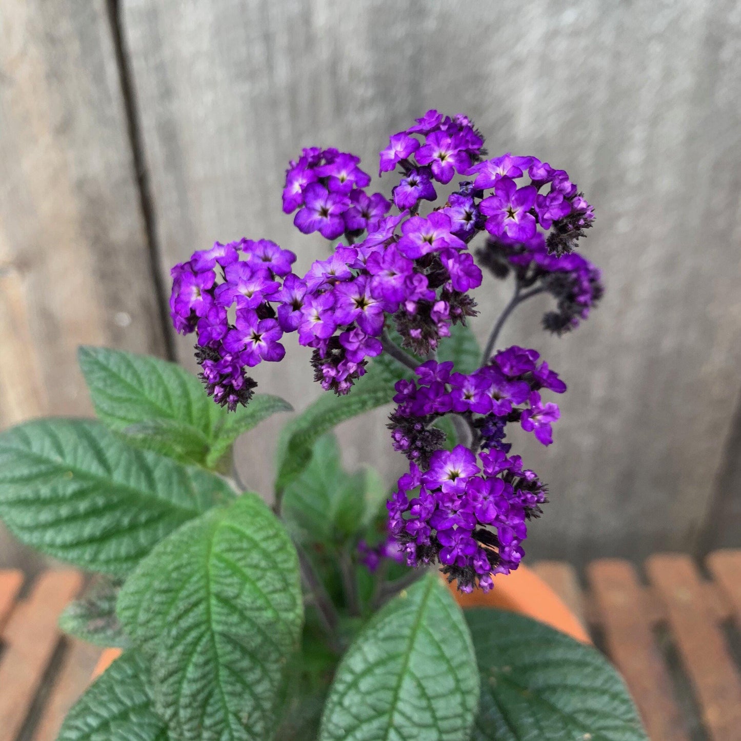 Heliotrope Fragrant Delight Live Plants (5-9") - Pack of 2 (TWO) - Cherry Pie Plant - Intense Vanilla Scent - Deep Purple Blooms