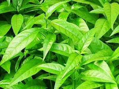 Hoan Ngoc Live Plants (5-9")- Pack of 2 (TWO) - Pseuderanthemum Palatiferum - Rare Vietnamese Herb