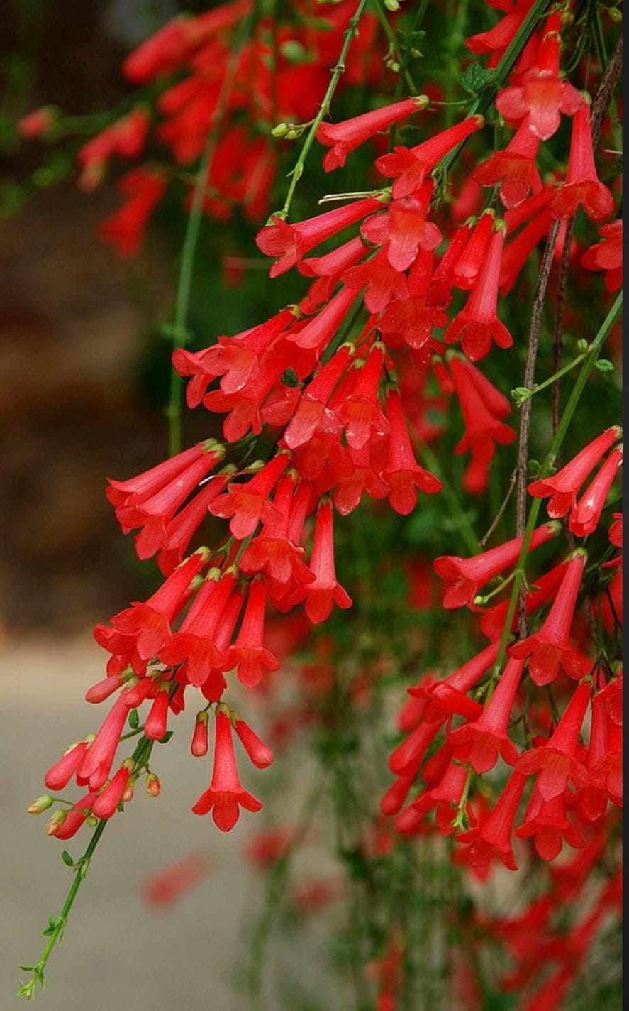 Russelia Red Firecracker Live Plants | Pack of 2 (TWO) | 5-9" Tall | C   Florida Plants Nursery