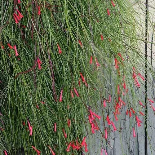 Russelia Red Firecracker Live Plants | Pack of 2 (TWO) | 5-9" Tall | Coral Fountain Plant | Cascading Hummingbird Magnet