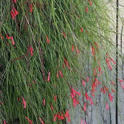 Russelia Red Firecracker Live Plants | Pack of 2 (TWO) | 5-9" Tall | Coral Fountain Plant | Cascading Hummingbird Magnet