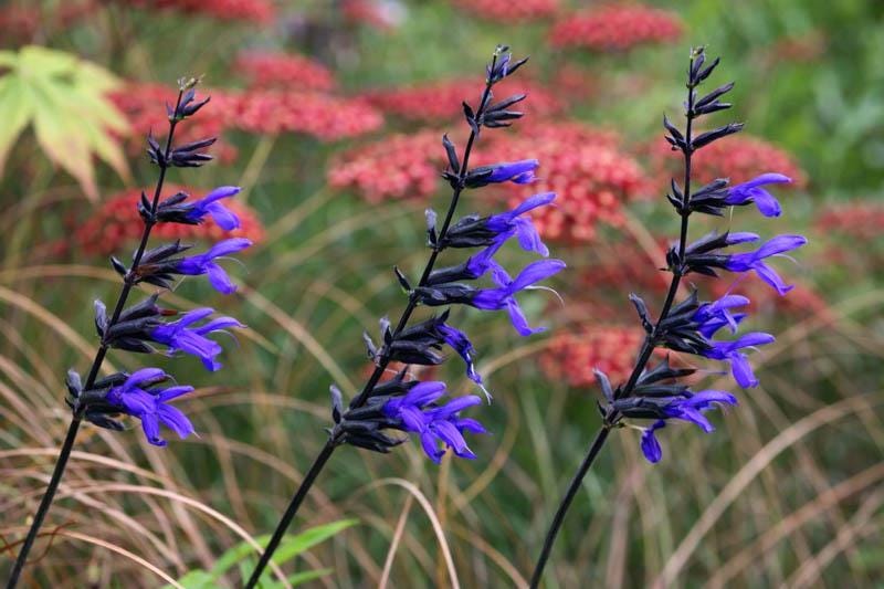 Salvia Black and Blue Live Plants | Pack of 2 (TWO) | 5-9" Tall | Anise Sage | Deep Cobalt Flowers on Black Stems