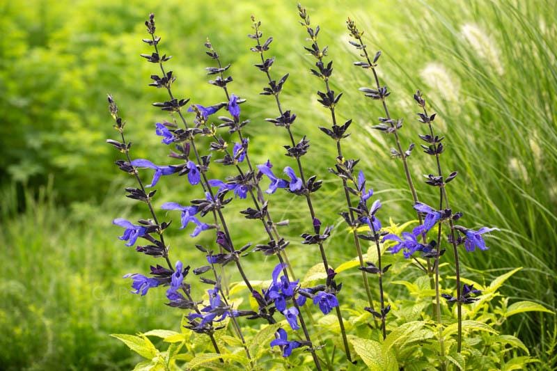 Salvia Black and Blue Live Plants | Pack of 2 (TWO) | 5-9" Tall | Anise Sage | Deep Cobalt Flowers on Black Stems
