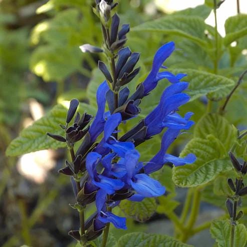 Salvia Black and Blue Live Plants | Pack of 2 (TWO) | 5-9" Tall | Anise Sage | Deep Cobalt Flowers on Black Stems