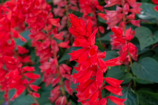 Salvia Faye Chapel Live Plants | Pack of 2 (TWO) | 5-9" Tall | Scarlet Sage | Non-Stop Blooming Red Flowers
