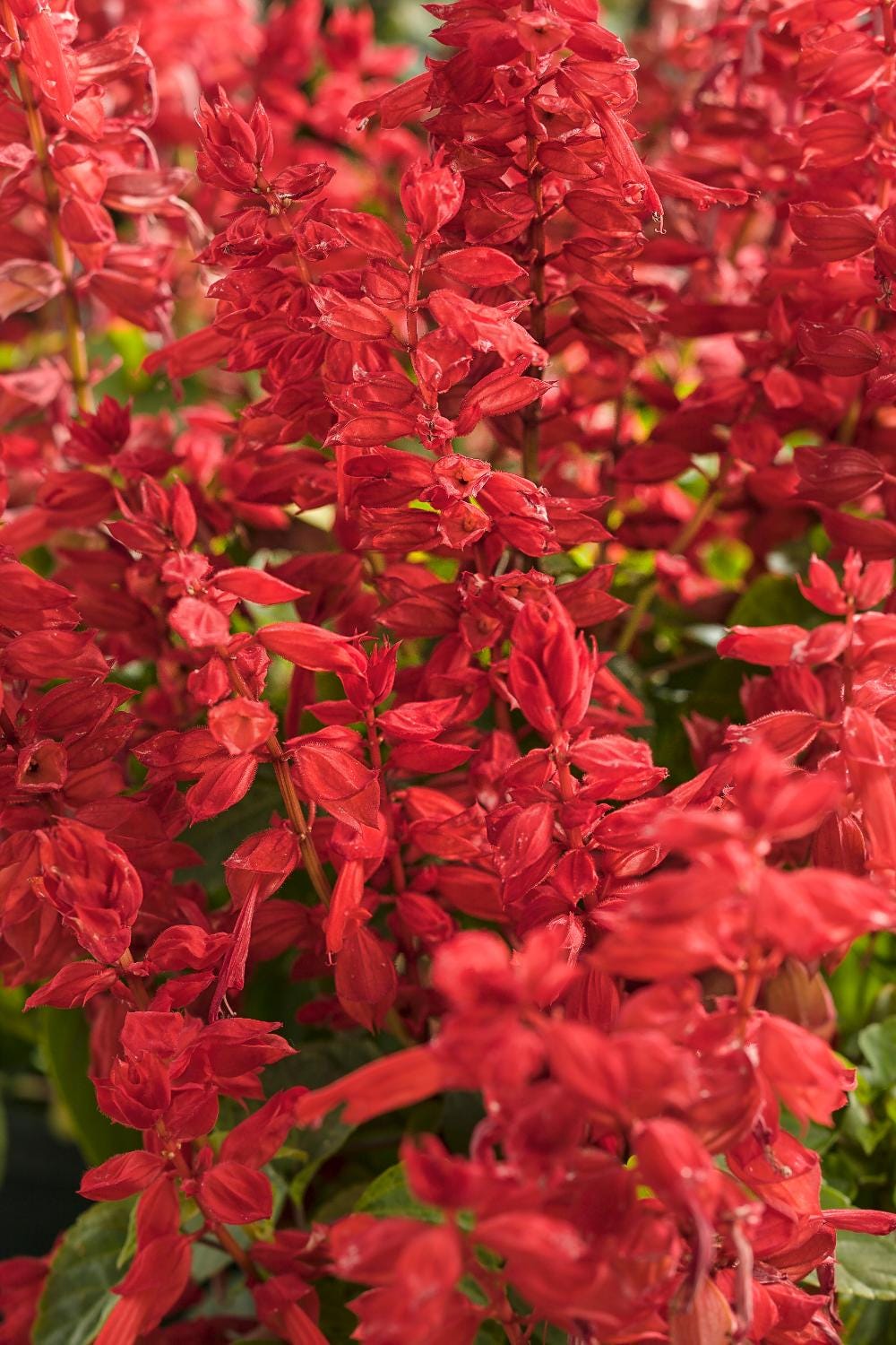 Salvia Faye Chapel Live Plants | Pack of 2 (TWO) | 5-9" Tall | Scarlet Sage | Non-Stop Blooming Red Flowers