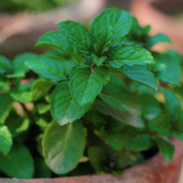 Berries and Cream Mint Live Plants (5-9") - Pack of 3 (THREE) - Rare Mentha Sp. Culinary Herb - Sweet Fruity Aroma for Tea & Desserts
