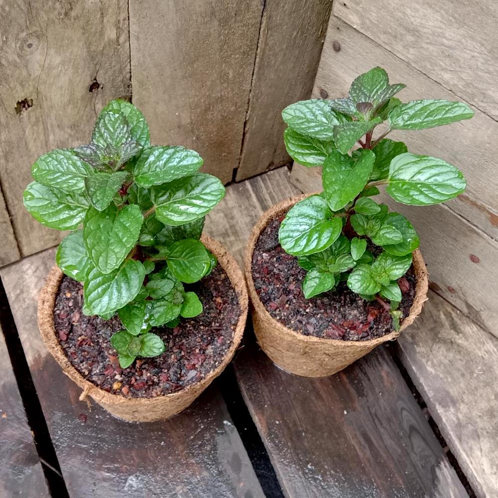 Berries and Cream Mint Live Plants (5-9") - Pack of 3 (THREE) - Rare Mentha Sp. Culinary Herb - Sweet Fruity Aroma for Tea & Desserts