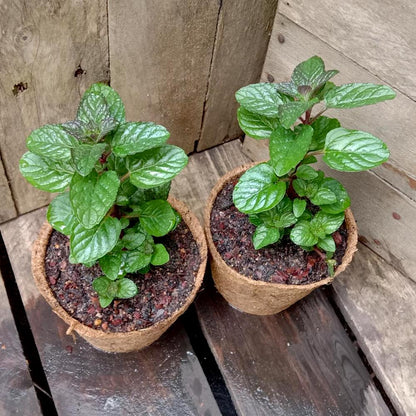 Berries and Cream Mint Live Plants (5-9") - Pack of 3 (THREE) - Rare Mentha Sp. Culinary Herb - Sweet Fruity Aroma for Tea & Desserts