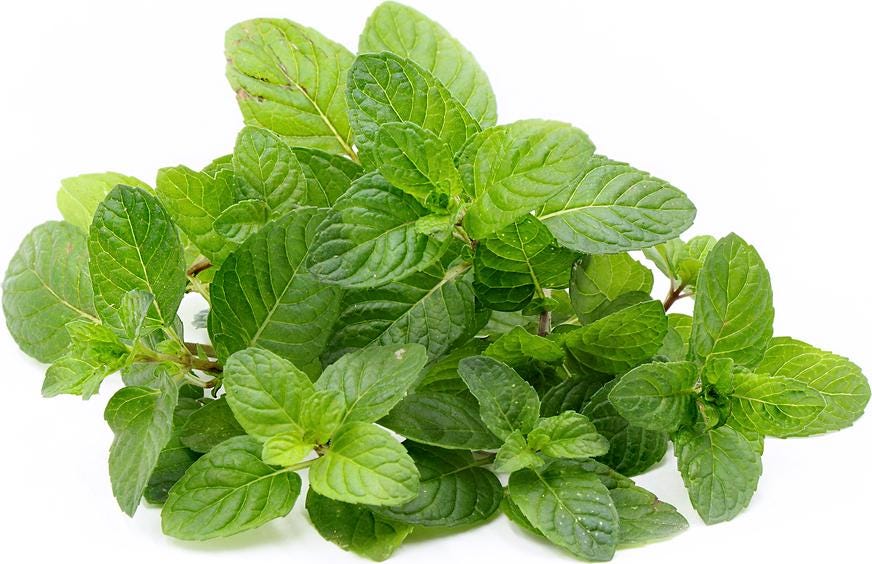 Berries and Cream Mint Live Plants (5-9") - Pack of 3 (THREE) - Rare Mentha Sp. Culinary Herb - Sweet Fruity Aroma for Tea & Desserts