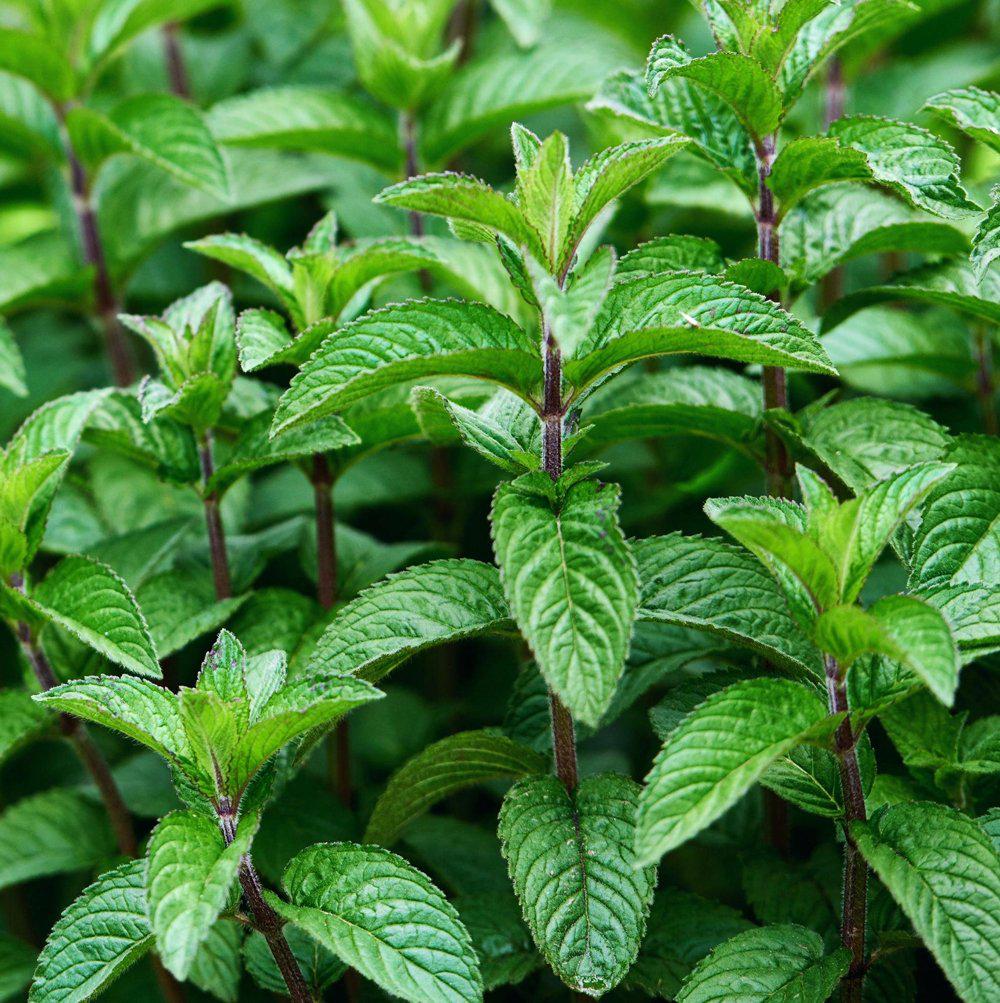 Mojito Mint Live Plants (5-9") - Pack of 3 (THREE)- Authentic Mentha x villosa - True Cuban Cocktail Herb