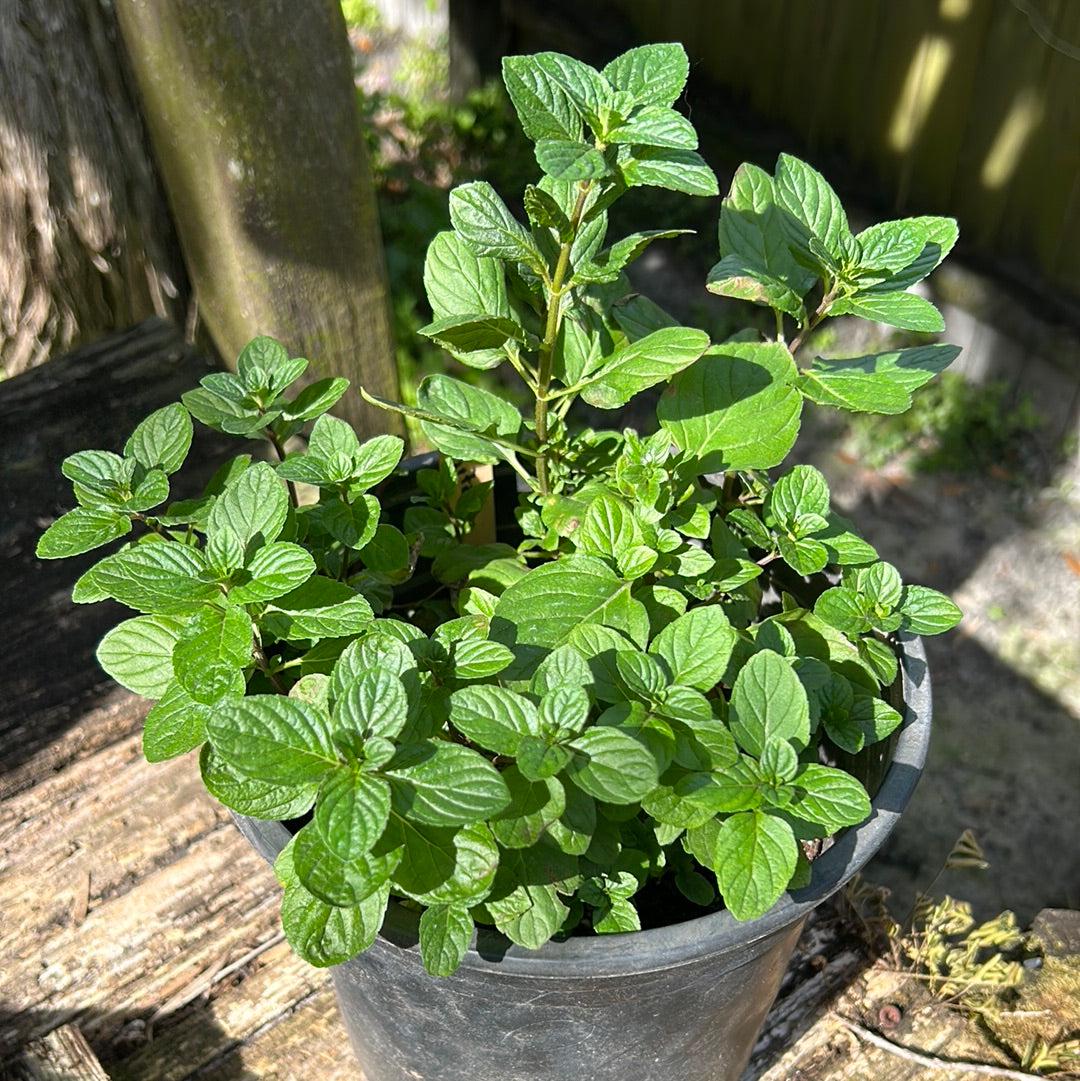 Mojito Mint Live Plants (5-9") - Pack of 3 (THREE)- Authentic Mentha x villosa - True Cuban Cocktail Herb