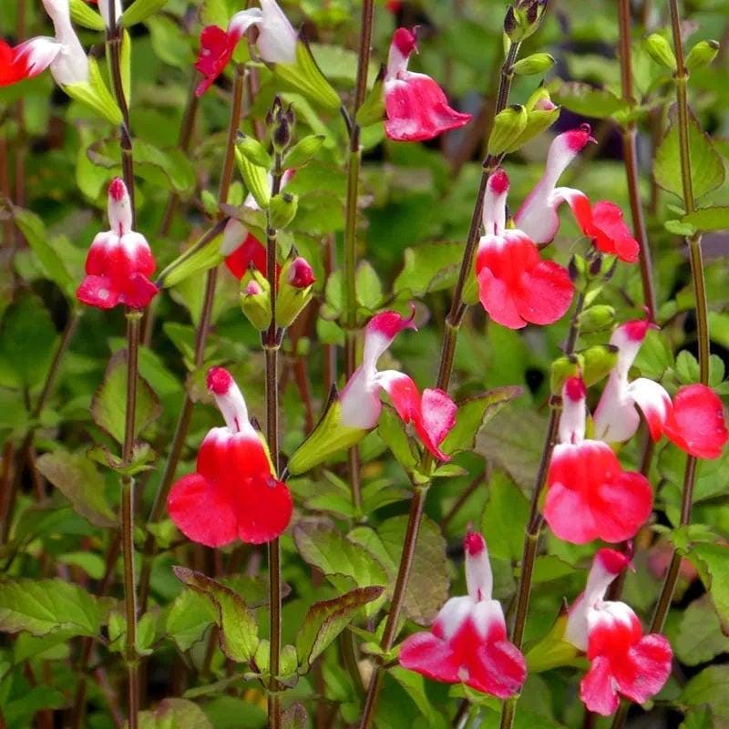 Salvia Hot Lips Live Plants | Pack of 2 (TWO) | 5-9" Tall | Bicolor Red & White Sage | Color-Changing Flowers