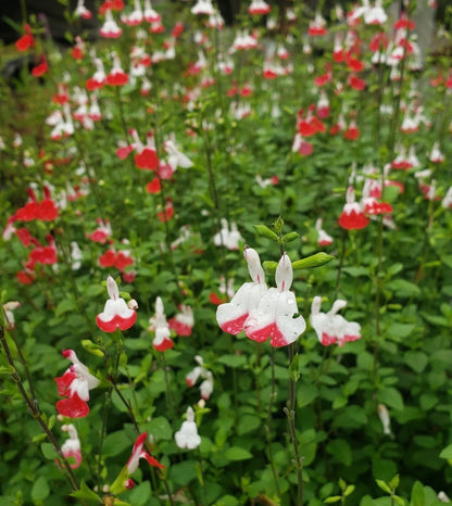 Salvia Hot Lips Live Plants | Pack of 2 (TWO) | 5-9" Tall | Bicolor Red & White Sage | Color-Changing Flowers