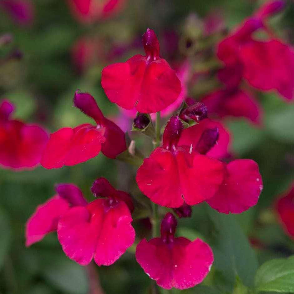 Salvia Greggii Red Live Plants | Pack of 2 (TWO) | 5-9" Tall | Autumn Sage / Cherry Sage | Crimson Blooms & Aromatic Foliage