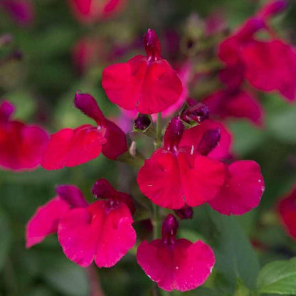 Salvia Greggii Red Live Plants | Pack of 2 (TWO) | 5-9" Tall | Autumn Sage / Cherry Sage | Crimson Blooms & Aromatic Foliage
