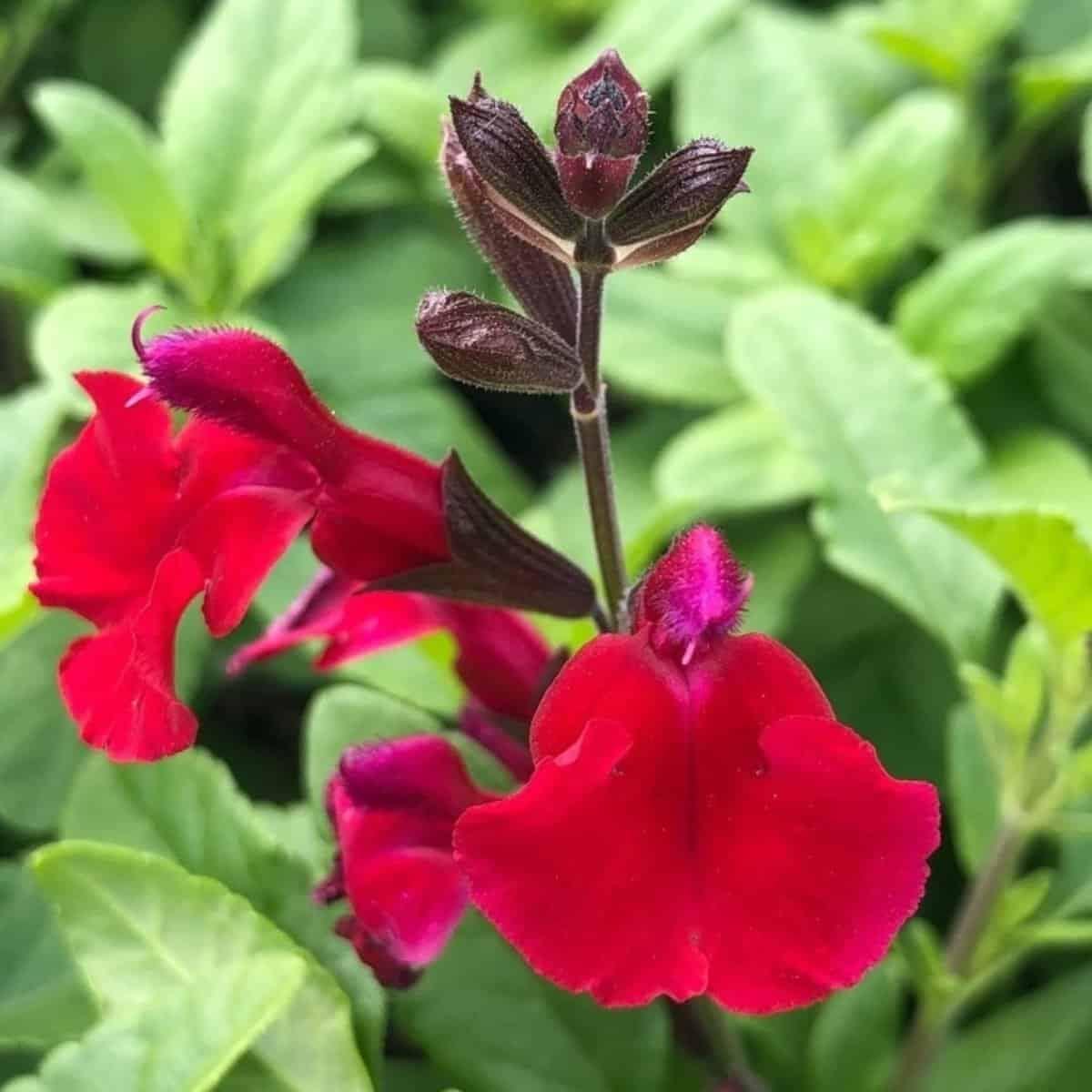 Salvia Greggii Red Live Plants | Pack of 2 (TWO) | 5-9" Tall | Autumn Sage / Cherry Sage | Crimson Blooms & Aromatic Foliage