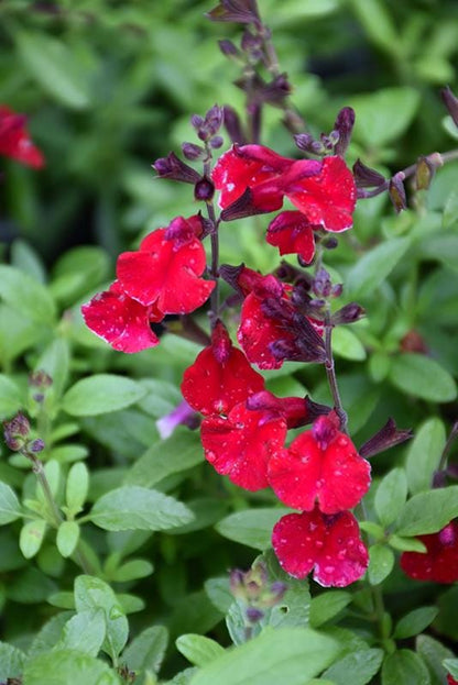 Salvia Greggii Red Live Plants | Pack of 2 (TWO) | 5-9" Tall | Autumn Sage / Cherry Sage | Crimson Blooms & Aromatic Foliage