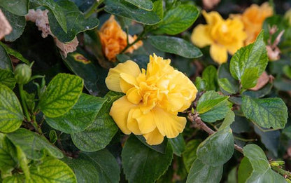 Double Yellow Hibiscus Live Plants (5-9") - Pack of 2 (TWO) - Tropical Rosa-Sinensis - Large Ruffled Golden Blooms