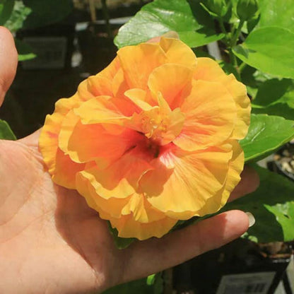 Double Yellow Hibiscus Live Plants (5-9") - Pack of 2 (TWO) - Tropical Rosa-Sinensis - Large Ruffled Golden Blooms