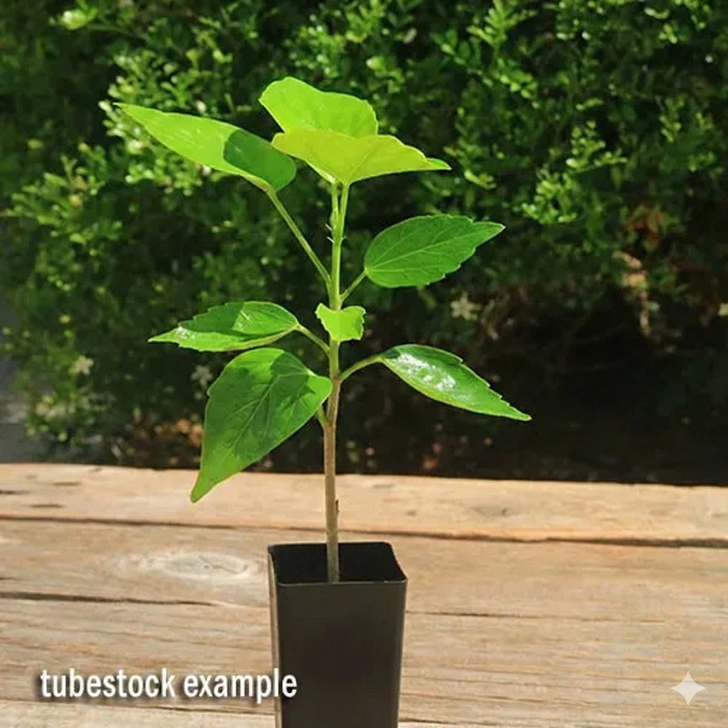 Double Yellow Hibiscus Live Plants (5-9") - Pack of 2 (TWO) - Tropical Rosa-Sinensis - Large Ruffled Golden Blooms