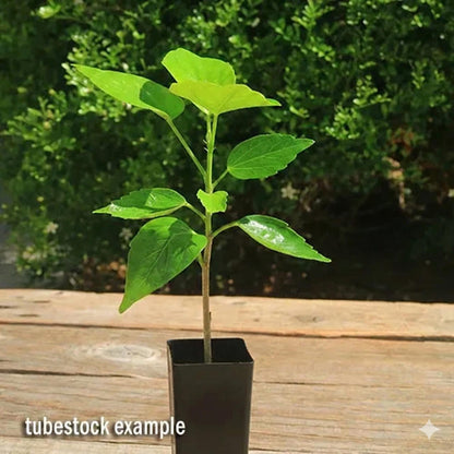 Double Yellow Hibiscus Live Plants (5-9") - Pack of 2 (TWO) - Tropical Rosa-Sinensis - Large Ruffled Golden Blooms