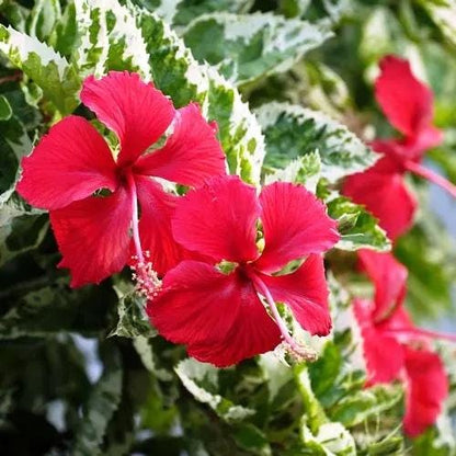 Snow Queen Hibiscus Live Plants (5-9") - Pack of 2 (TWO) - Variegated Tropical Foliage - Stunning Red Blooms