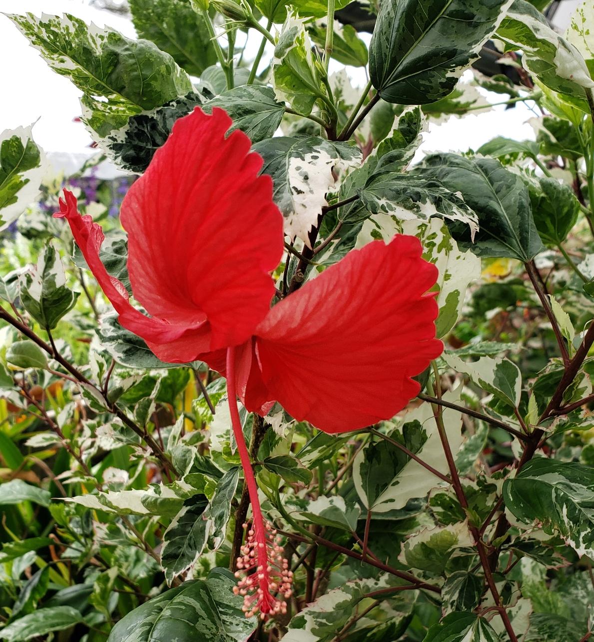Snow Queen Hibiscus Live Plants (5-9") - Pack of 2 (TWO) - Variegated Tropical Foliage - Stunning Red Blooms