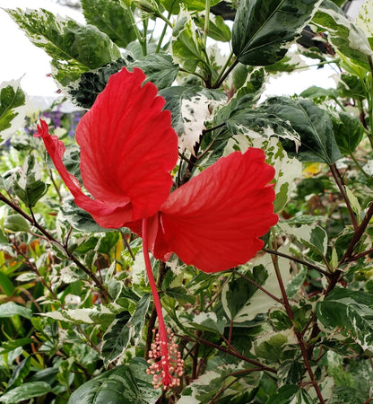 Snow Queen Hibiscus Live Plants (5-9") - Pack of 2 (TWO) - Variegated Tropical Foliage - Stunning Red Blooms