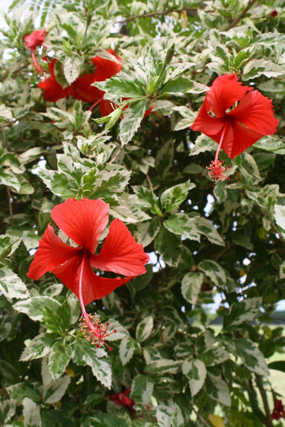 Snow Queen Hibiscus Live Plants (5-9") - Pack of 2 (TWO) - Variegated Tropical Foliage - Stunning Red Blooms