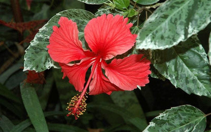 Snow Queen Hibiscus Live Plants (5-9") - Pack of 2 (TWO) - Variegated Tropical Foliage - Stunning Red Blooms