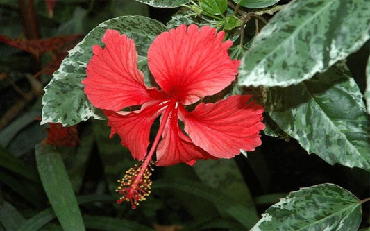 Snow Queen Hibiscus Live Plants (5-9") - Pack of 2 (TWO) - Variegated Tropical Foliage - Stunning Red Blooms