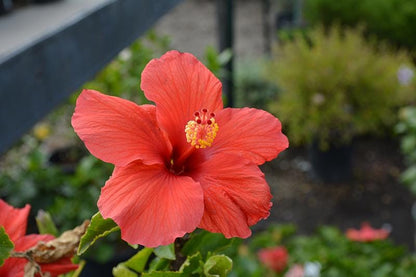 President Red Hibiscus Live Plants (5-9") - Pack of 2 (TWO) - Tropical Rosa-Sinensis - Deep Scarlet Blooms