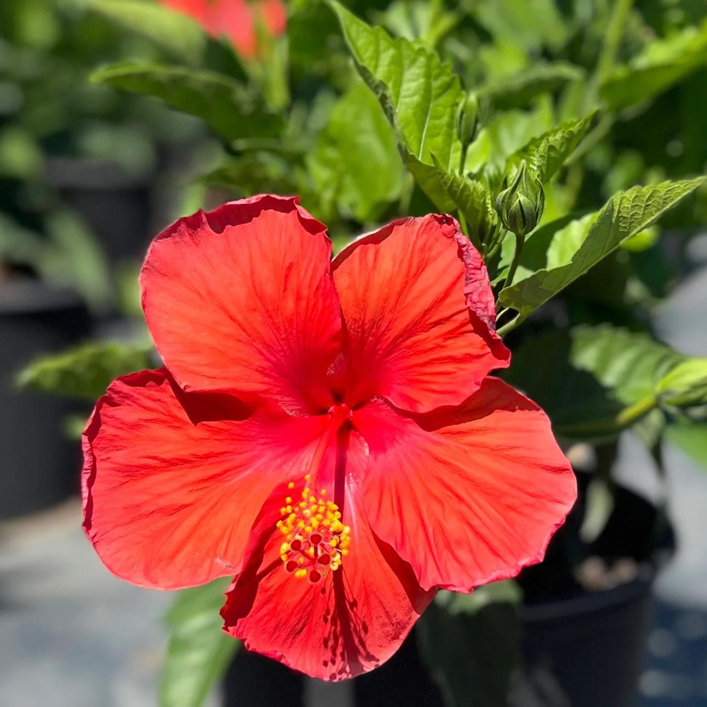 President Red Hibiscus Live Plants (5-9") - Pack of 2 (TWO) - Tropical Rosa-Sinensis - Deep Scarlet Blooms