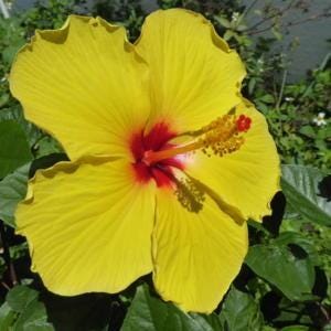 Fort Myers Yellow Hibiscus Live Plants (5-9") Pack of 2 (TWO) - Tropical Rosa-Sinensis - Single Lemon Blooms with Red Throat
