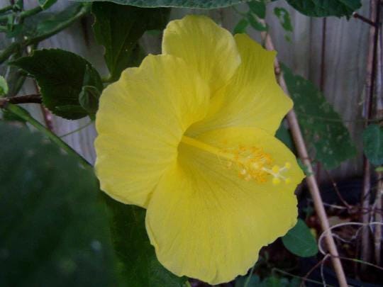 Fort Myers Yellow Hibiscus Live Plants (5-9") Pack of 2 (TWO) - Tropical Rosa-Sinensis - Single Lemon Blooms with Red Throat