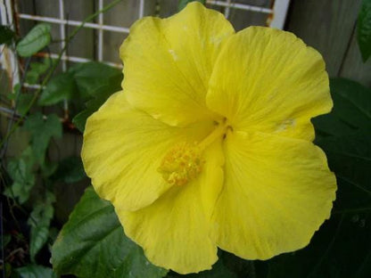 Fort Myers Yellow Hibiscus Live Plants (5-9") Pack of 2 (TWO) - Tropical Rosa-Sinensis - Single Lemon Blooms with Red Throat