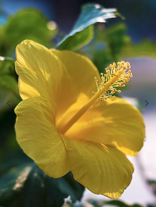 Fort Myers Yellow Hibiscus Live Plants (5-9") Pack of 2 (TWO) - Tropical Rosa-Sinensis - Single Lemon Blooms with Red Throat