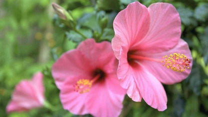 Seminole Pink Hibiscus Live Plants (5-9") Pack of 2 (TWO) - Tropical Rosa-Sinensis - Single Soft Pink Blooms
