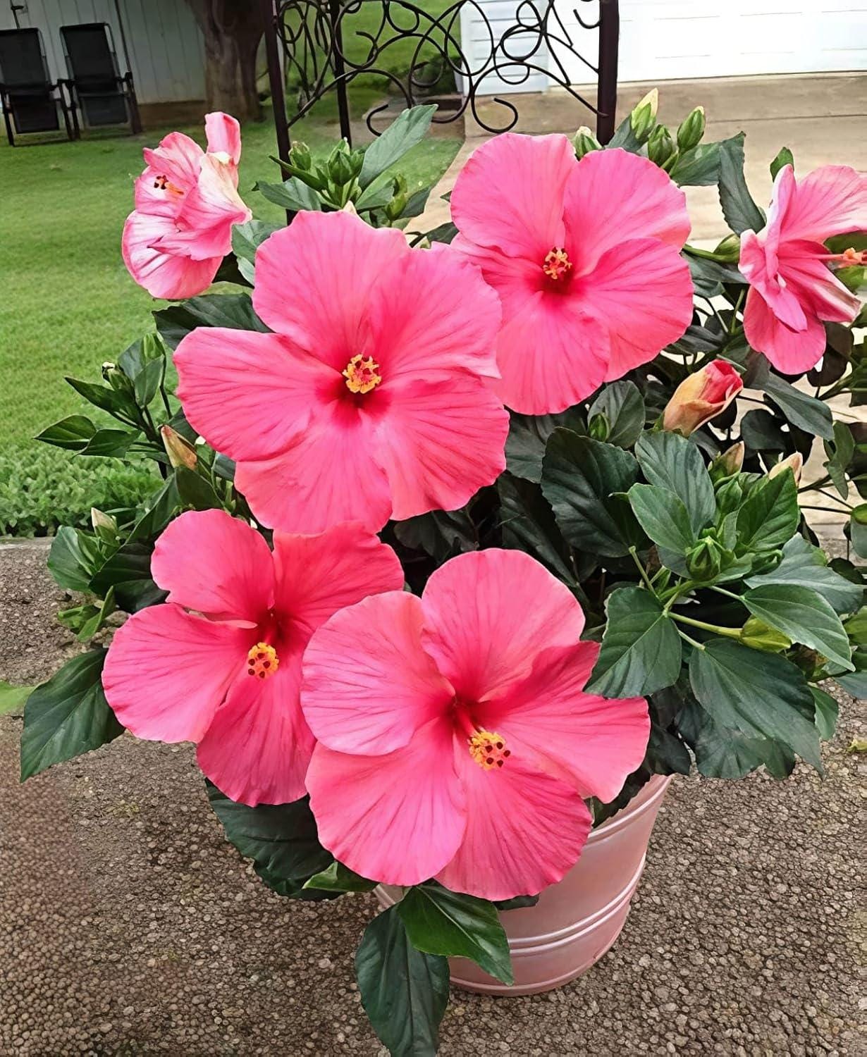 Seminole Pink Hibiscus Live Plants (5-9") Pack of 2 (TWO) - Tropical Rosa-Sinensis - Single Soft Pink Blooms