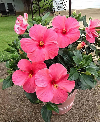 Seminole Pink Hibiscus Live Plants (5-9") Pack of 2 (TWO) - Tropical Rosa-Sinensis - Single Soft Pink Blooms