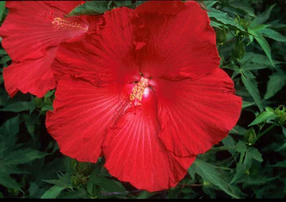 Lord Baltimore Hibiscus Live Plants (5-9") Pack of 2 (TWO) - Hardy Dinner Plate Hibiscus - Giant 10" Red Blooms - Cold Hardy - Swamp Mallow