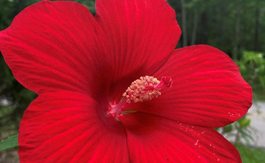Lord Baltimore Hibiscus Live Plants (5-9") Pack of 2 (TWO) - Hardy Dinner Plate Hibiscus - Giant 10" Red Blooms - Cold Hardy - Swamp Mallow