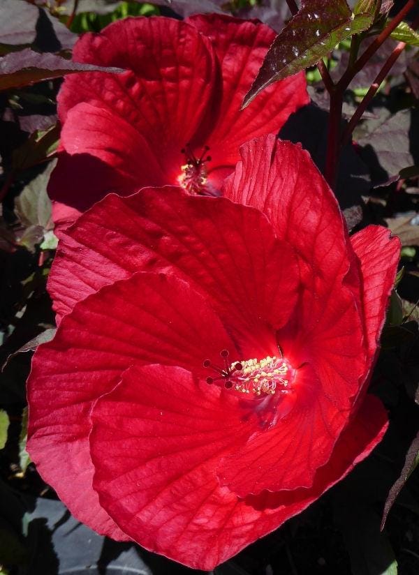 Hibiscus Moscheutos ‘Mimi’ Live Plants (5-9") - Pack of 2 (TWO) - Dwarf Hardy Swamp Mallow - Giant Pink Blooms on Compact Bush - Cold Hardy