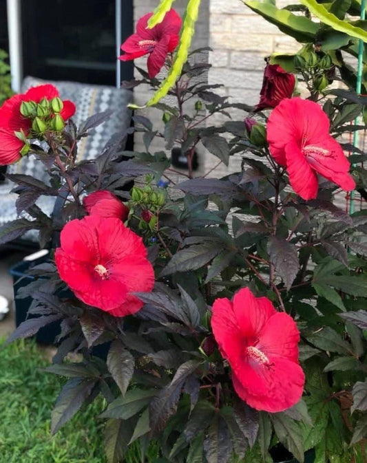 Hibiscus Moscheutos ‘Mimi’ Live Plants (5-9") - Pack of 2 (TWO) - Dwarf Hardy Swamp Mallow - Giant Pink Blooms on Compact Bush - Cold Hardy