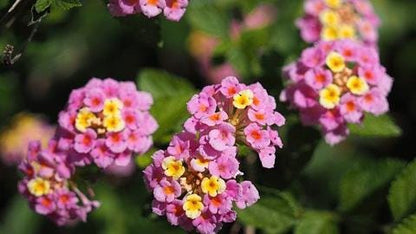Lantana Miss Huff Pink Live Plants (5-9") Pack of 2 (TWO) - Hardy Lantana Camara - Cold Hardy Zone 7-11 - Vibrant Pink & Yellow Blooms
